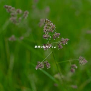 林冠を祝うジャム - Cafeteria Musica de lujo