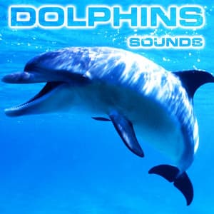 Dolphins Sounds - Dolphins Sounds