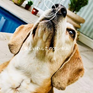 愛しいわんこのアンセム - Frühstück Jazz Playlist