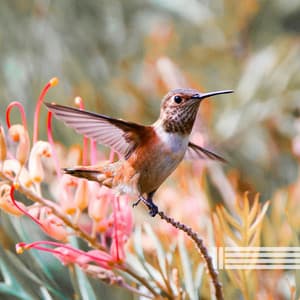 Singing Birds Compilation - Birds In The Forest