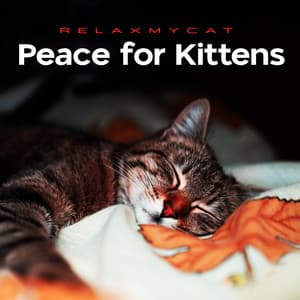 Peace for Kittens - Relaxmycat
