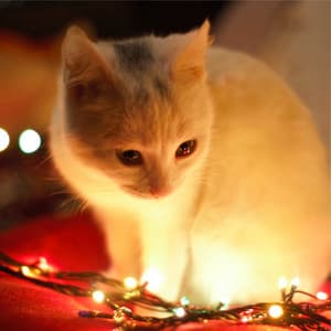 The Archaeology of Rest - Solis Reverie