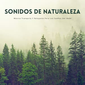 Sonidos De Naturaleza: Música Tranquila Y Relajante Para Los Sueños Del Bebé - La naturaleza llama