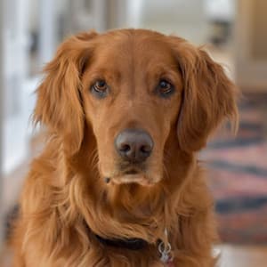 Music for Calming Your Puppy - Tremendous Trumpet and Alto Sax - Music for Dogs Playlist