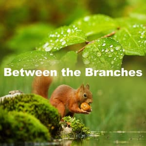 Between the Branches - Forest Soundscapes