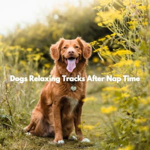 Dogs Relaxing Tracks After Nap Time - Thursday Morning Jazz Playlist