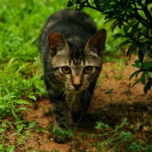 Rain Melody and Binaural Crickets: Gentle Soundscapes for Cats - Rain Sounds Factory STHLM