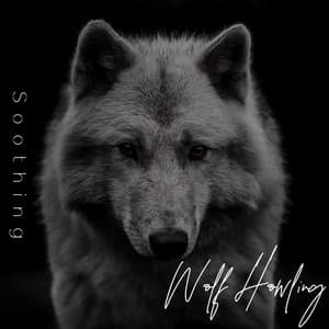 Soothing Wolf Howling - Serenity Nature Sounds Academy
