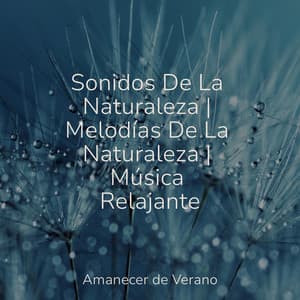 Sonidos De La Naturaleza | Melodías De La Naturaleza | Música Relajante - Musica Para Estudiar Academy