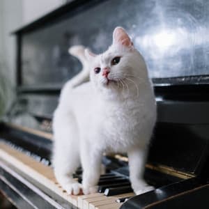 Purr-fectly Peaceful Sonata: Music For Calm Cats - Calming Noises