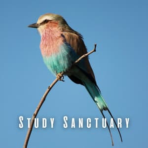 Study Sanctuary: Birdsongs, Chill Music, and Nature's Inspiration - Swedish Forest Birds
