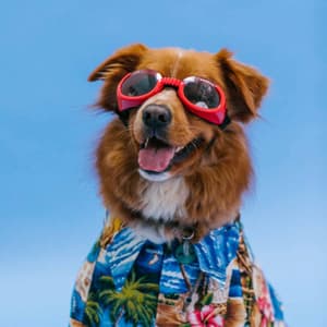 Music for Your Perfect Pooch - Sleepy Dogs