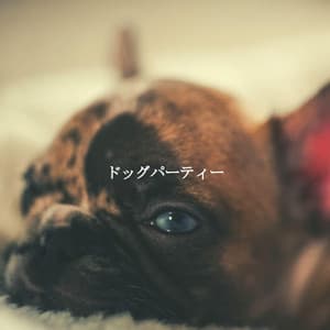 ドッグパーティー - Light Dinner & Jazz