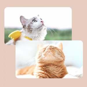 Trio Jazz - Background Music for Lonely Cat - Cat Music Experience