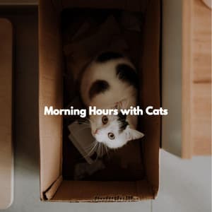 Morning Hours with Cats - Sunday Evening Music
