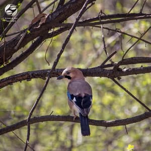 Piano With The Birds Of The Forest - Mystic Haven