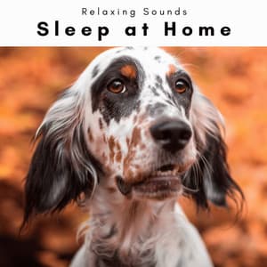 Sleep at Home - Dog Total Relax