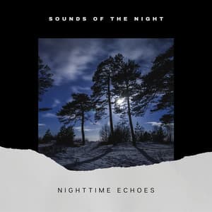 Nighttime Echoes: Evening Ambiance - Sounds of the Night