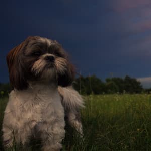 Nature's Relaxing Retreat: Calming Summer Storms for Happy Pets - Nature Radio 1