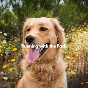 Running with the Pack - Boutique Hotel Music