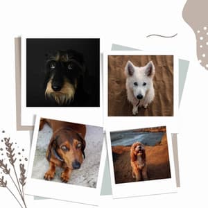 Cozy Dogs - Background Music - Relaxing Dog Music Playlists