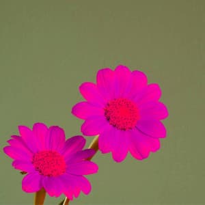 Backdrop for Perfect Ones - Jazz in the Background