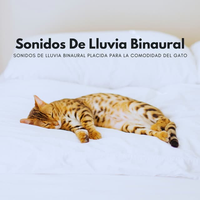 Sonidos De Lluvia Binaural Placida Para La Comodidad Del Gato - Sat-Chit