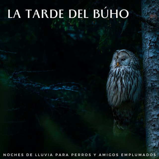 La Tarde Del Búho: Noches De Lluvia Para Perros Y Amigos Emplumados - Lluvia y frío