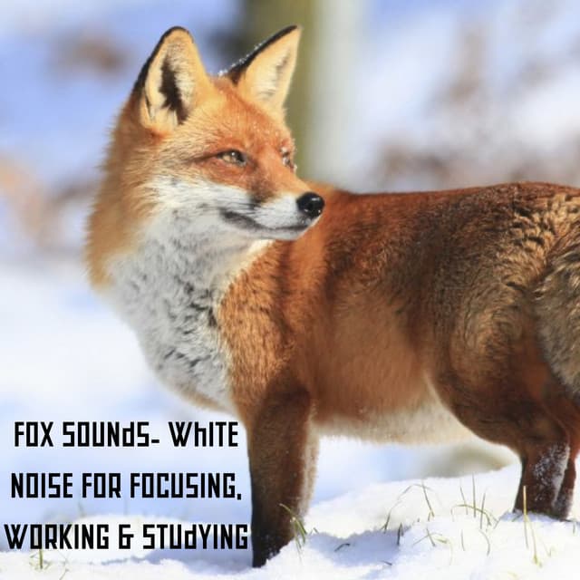 Fox Sounds- White Noise for Focusing, Working & Studying - Natural Sounds