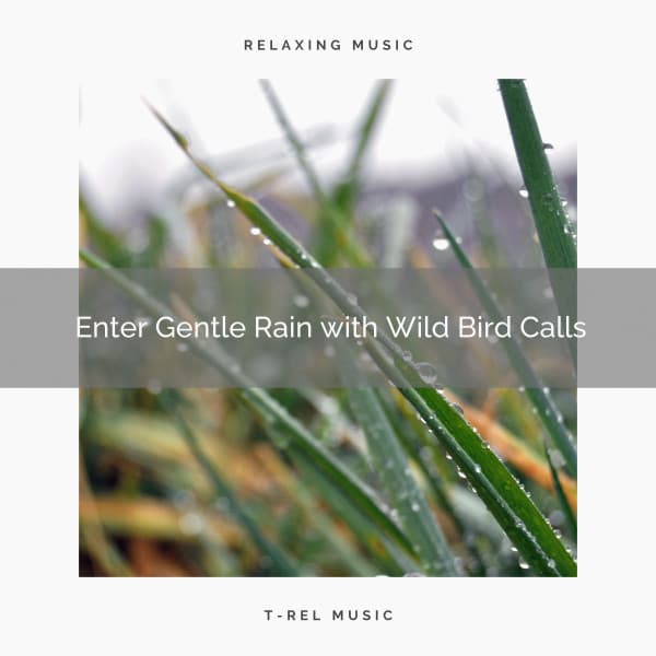 1 Enter Gentle Rain with Wild Bird Calls - Deep Rain Sampling