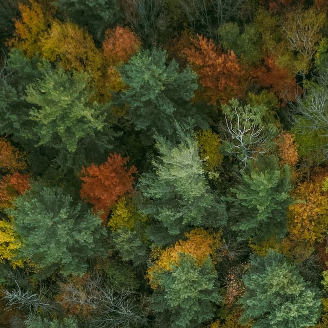 50 Songs With Nature: Fall - Baltic Nature Sounds