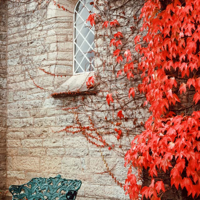 365 Forever: Keeping The Groove - Lofi Chill