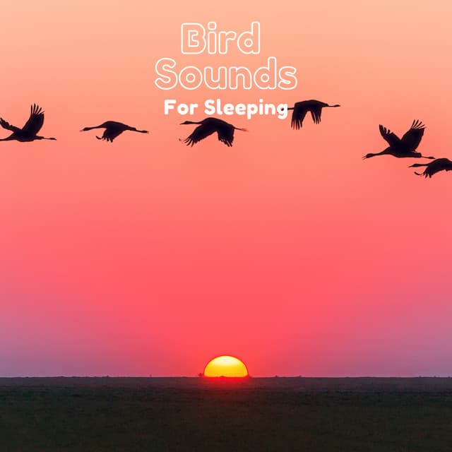 Bird Sounds for Sleeping - Natural Sample Makers