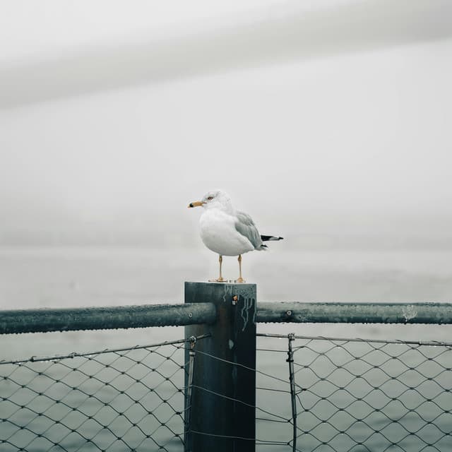 10 AM Waterfronts: Unfolded Resonance - Nature Sound Collection