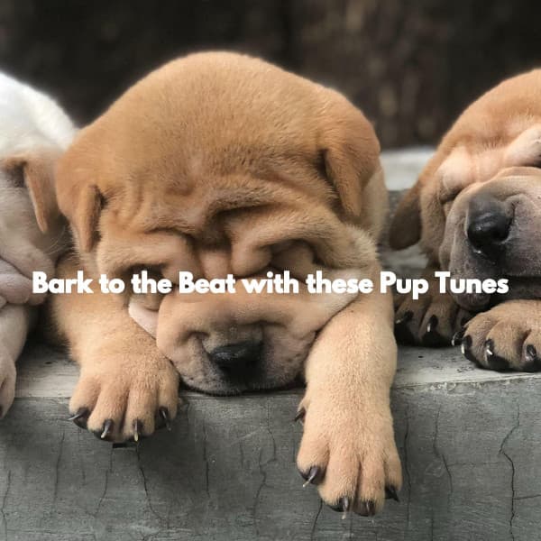 Bark to the Beat with these Pup Tunes - Dog Music Hour
