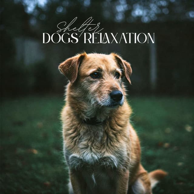 Shelter Dogs Relaxation: Calm Sounds for Dog Comfort and Winding Down - Pet Music Academy