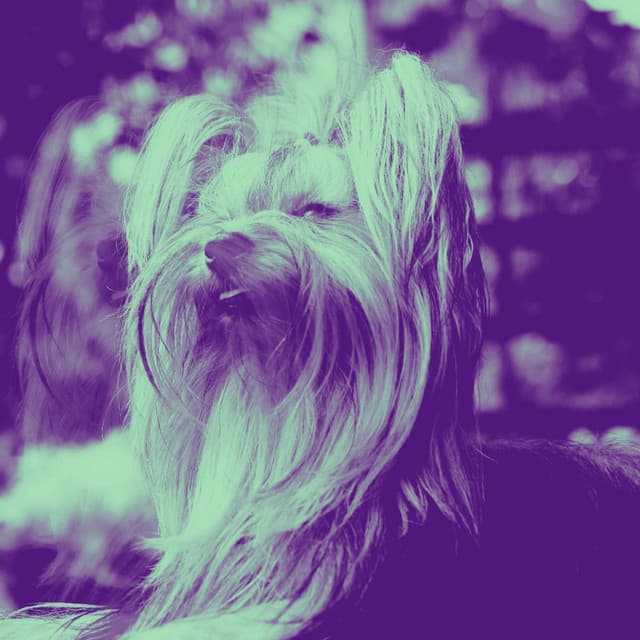 Feelings for Roaring Pups - Calming for Dogs