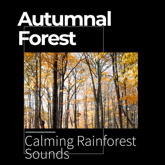 Autumnal Forest - Calming Rainforest Sounds