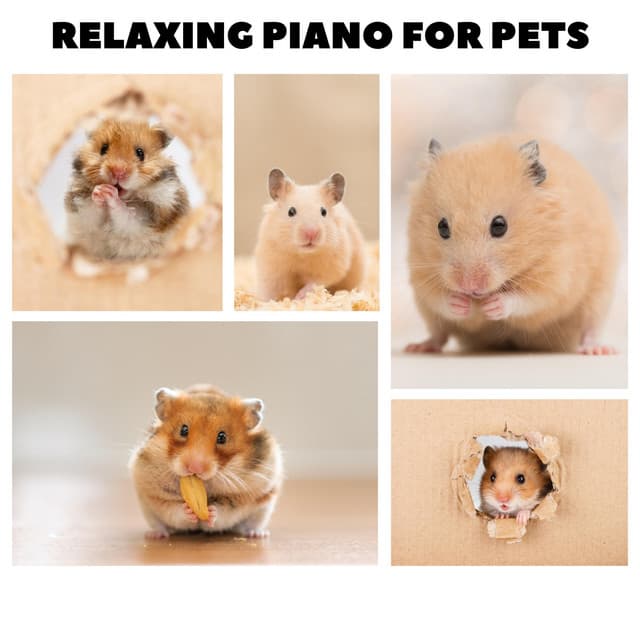 Music For Hamsters - Relaxing Piano For Pets