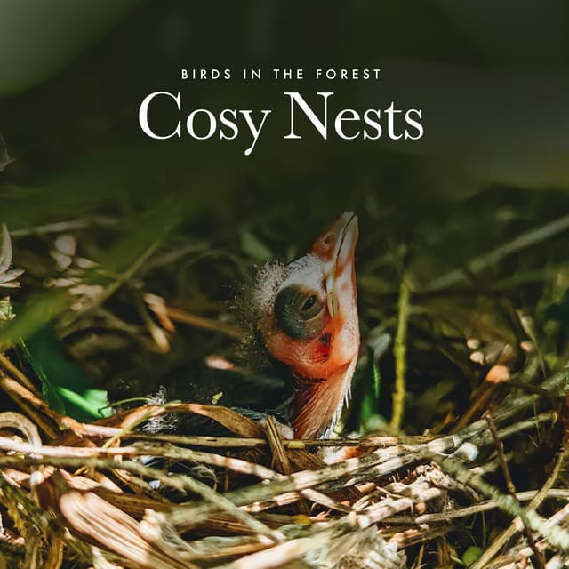 Cosy Nests - Birds In The Forest