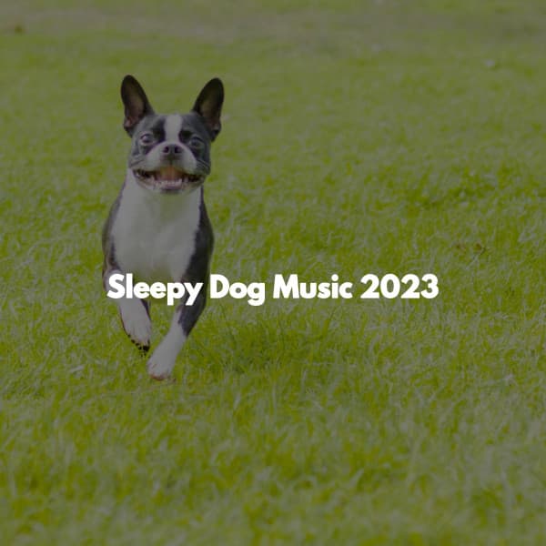 Sleepy Dog Music 2023 - Work from Home Classics