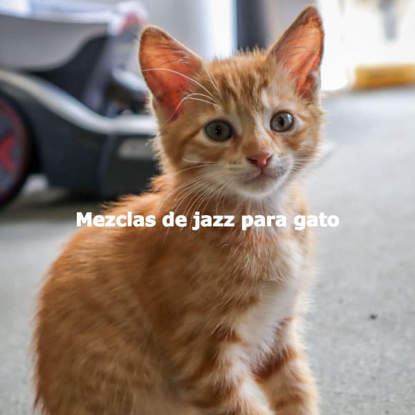 Mezclas de jazz para gato - Musica para Estudiar Radio
