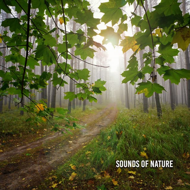 Sounds Of Nature - Sounds for Life