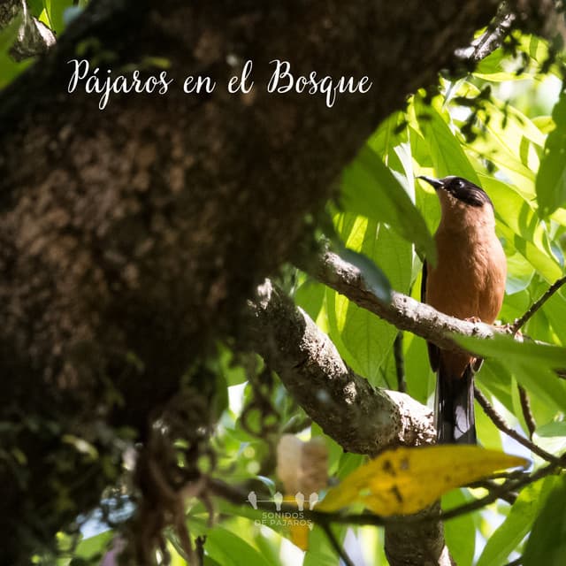 Pájaros en el Bosque - Sonidos De Pajaros