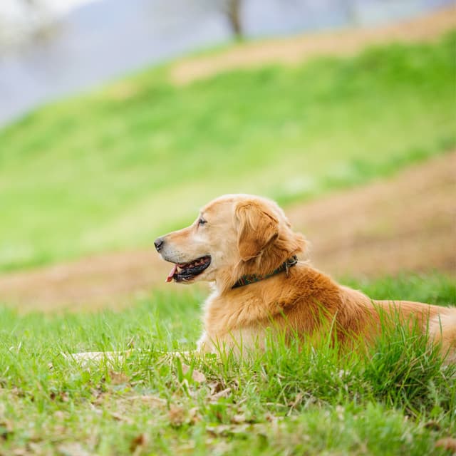 Meditation Woofs: A Calming Soundscape for Dogs - WP Sounds