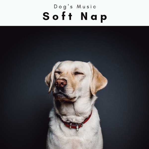 A Soft Nap - Dog's Music