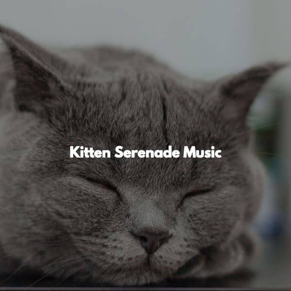 Kitten Serenade Music - Chilled Jazz Party