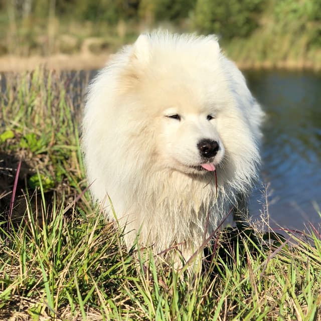 Dog Days Retreat: Jazz Piano Lounge - Piano Jazz Paris