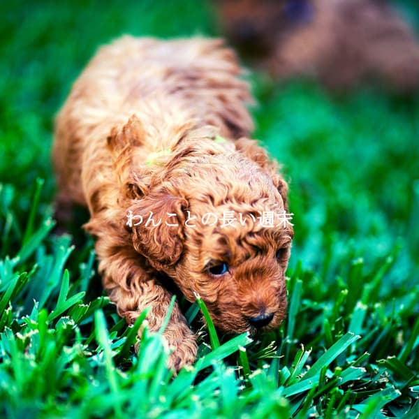 わんことの長い週末 - Classy Cafe Jazz Music