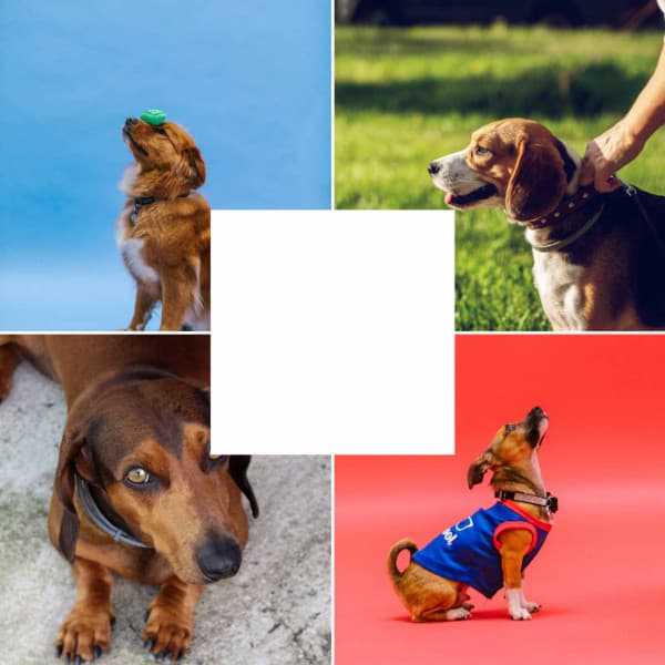 Fantastic - Music for Dogs Radio